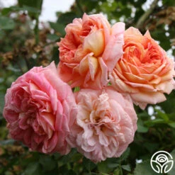 Oktoberbest Shop -Oktoberbest Shop Alchymist 01