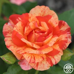 Oktoberbest Shop -Oktoberbest Shop Alfred Sisley 13