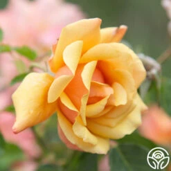 Oktoberbest Shop -Oktoberbest Shop Belle Epoque 04