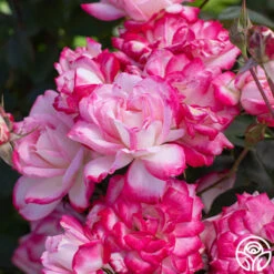 Candy Cane Cocktail™