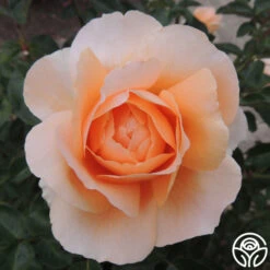 Abbaye De Cluny® 13 Abbaye De Cluny® -Oktoberbest Shop abbaye de cluny 2 8