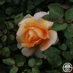 Abbaye De Cluny® 15 Abbaye De Cluny® -Oktoberbest Shop abbaye de cluny 5 2