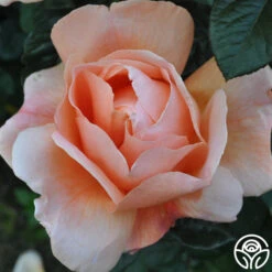 Abbaye De Cluny® 17 Abbaye De Cluny® -Oktoberbest Shop abbaye de cluny 7 2