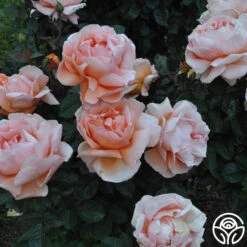 Abbaye De Cluny® 18 Abbaye De Cluny® -Oktoberbest Shop abbaye de cluny 8