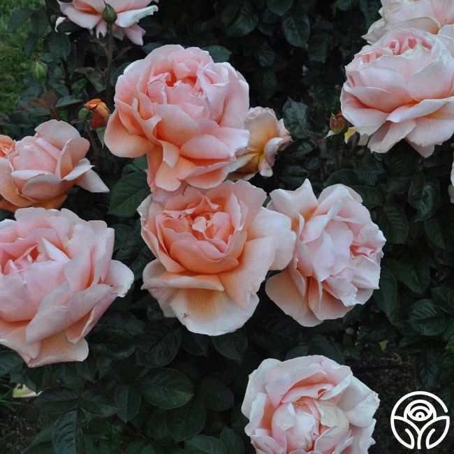 Abbaye De Cluny® 10 Abbaye De Cluny® - Image 8