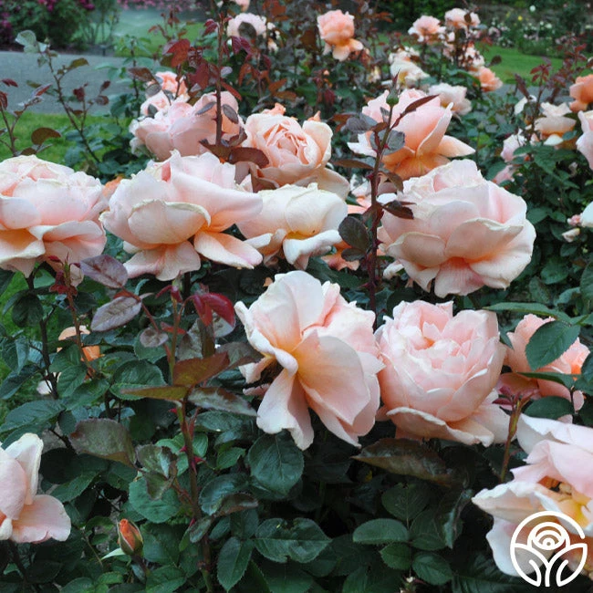 Abbaye De Cluny® 6 Abbaye De Cluny® - Image 4