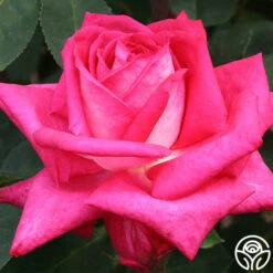 Oktoberbest Shop -Oktoberbest Shop acapella 2 1