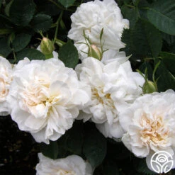 Oktoberbest Shop -Oktoberbest Shop alba maxima 2 1 1