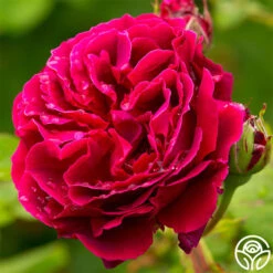 Oktoberbest Shop -Oktoberbest Shop alfred colomb 1 5