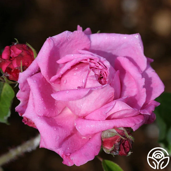 Ardoisée De Lyon 3 Ardoisée De Lyon