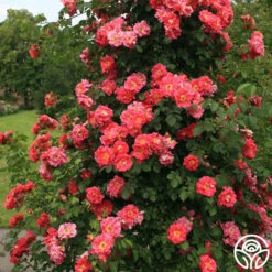 Oktoberbest Shop -Oktoberbest Shop bajazzo logo 03