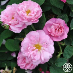 Belle Amour -Oktoberbest Shop belle amour 2 1