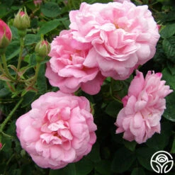 Belle Amour -Oktoberbest Shop belle amour 4 1