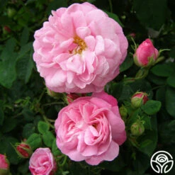 Belle Amour -Oktoberbest Shop belle amour 5