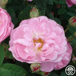 Belle Amour -Oktoberbest Shop belle amour 6 1