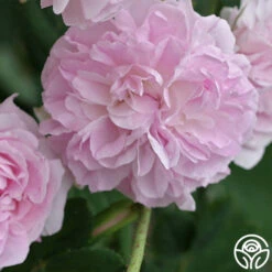 Blush Damask -Oktoberbest Shop blush damask 1 5