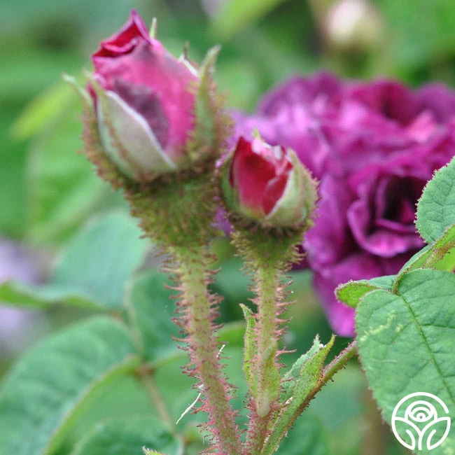 Capitaine John Ingram 4 Capitaine John Ingram - Image 2