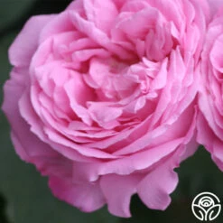 Coupe D' Hebe -Oktoberbest Shop coupe d hebe 1