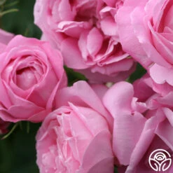 Coupe D' Hebe -Oktoberbest Shop coupe d hebe 2