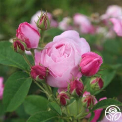 Coupe D' Hebe -Oktoberbest Shop coupe d hebe 4