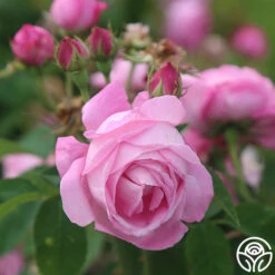 Coupe D' Hebe -Oktoberbest Shop coupe d hebe 8