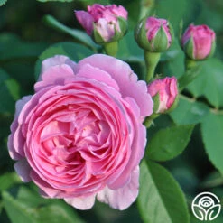 Coupe D' Hebe -Oktoberbest Shop coupe d hebe 9