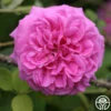 Lilac Pink Moss -Oktoberbest Shop lilac pink moss 1 5
