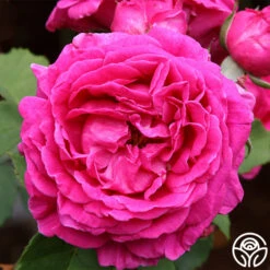 Featured Products -Oktoberbest Shop mme isaac pereire 1 5