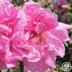 Featured Products -Oktoberbest Shop rosa damascena semperflorens 2