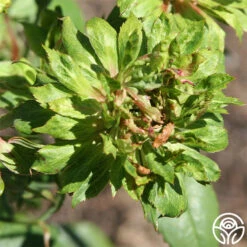 Featured Products -Oktoberbest Shop the green rose 1 5